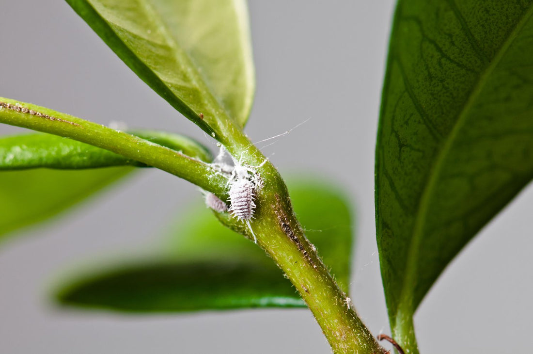 How To Identify, Prevent, and Treat Common Houseplant Pests