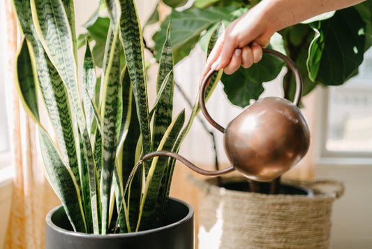 Essential Houseplant Care Tips for a Thriving Green Home