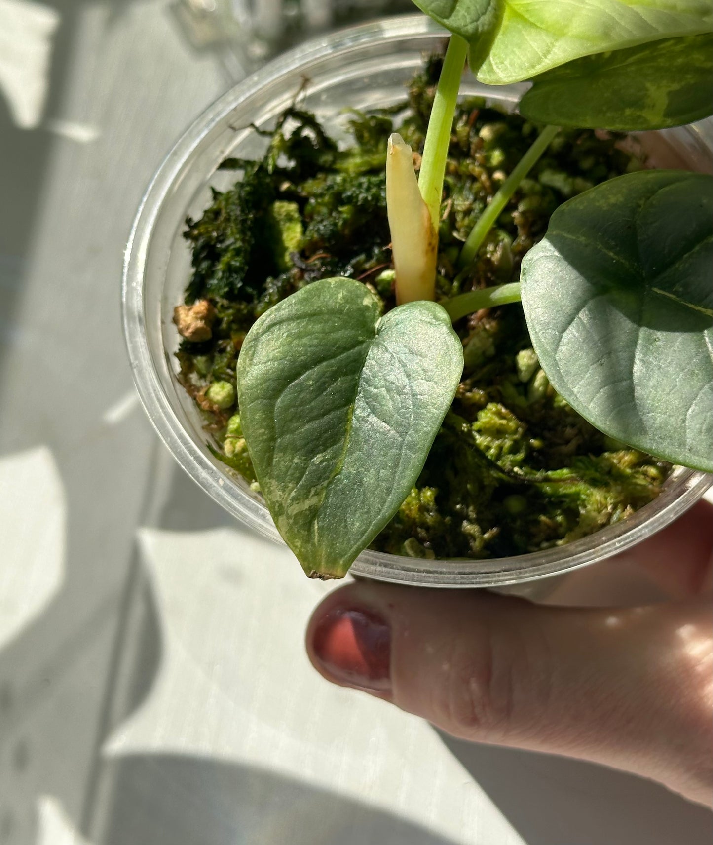 Alocasia Silver Dragon Variegated US Seller