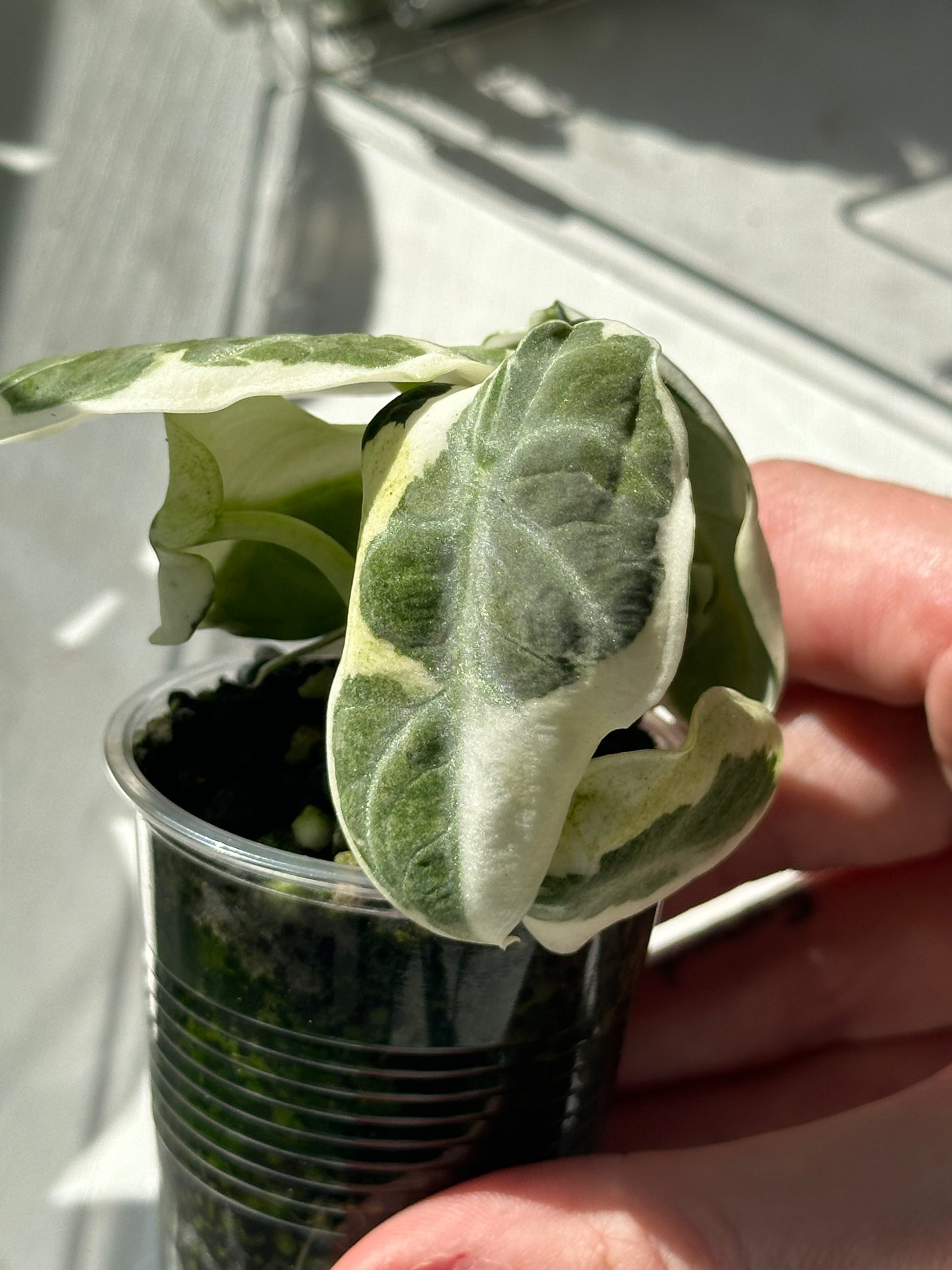 Variegated Black Velvet Alocasia ‘Ninja’