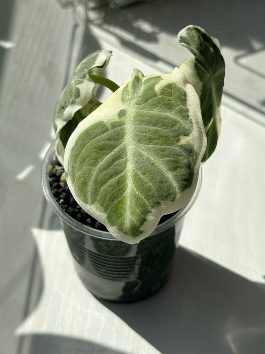 Variegated Black Velvet Alocasia ‘Ninja’