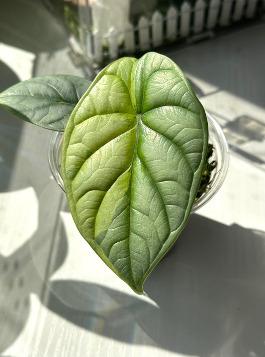 Alocasia Silver Dragon Variegated US Seller